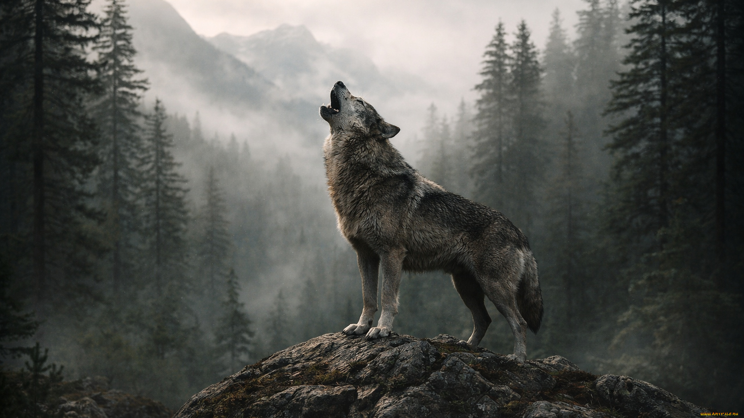 ���������, 3� �������, �������� , animals, ���, �����, ����, ���, �����